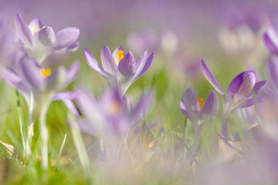 Close-up of purple crocus flowers on field