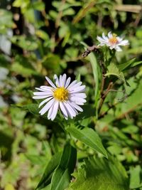 Close-up of flowers blooming outdoors