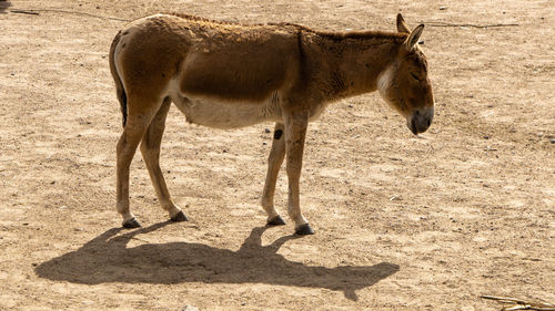 Full length of a horse