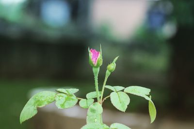 Close-up of pink flowering plant