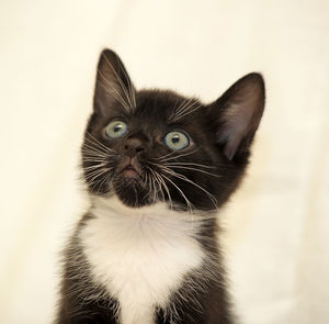 Close-up portrait of cat