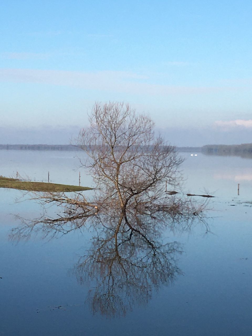 tree, plant, winter, nature, bare tree, fog, freezing, sky, no people, reflection, blue, branch, beauty in nature, environment, mist, frost, outdoors, snow, sunlight, day, trunk, tranquility, tree trunk, morning, land, scenics - nature, water, ice