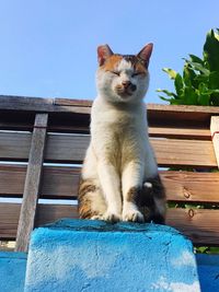 Low angle view of cat sitting on wood against clear blue sky