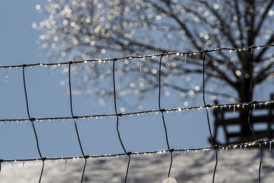 Close-up of frozen fence against bare tree