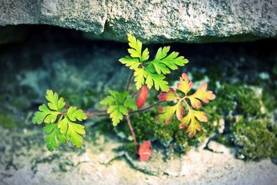 High angle view of plant growing on rock