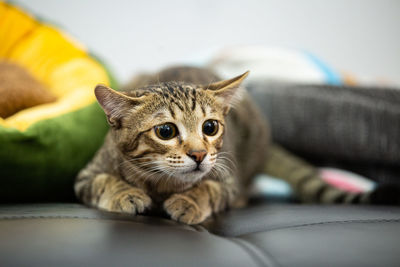 Portrait of a cat lying down on sofa