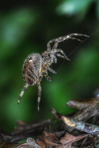 The the spider species araneus diadematus is commonly called the european garden spider, 