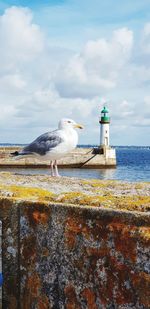 Seagull perching on a wall