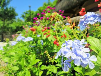 Close-up of flowers blooming outdoors