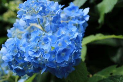 Close-up of blue flowering plant