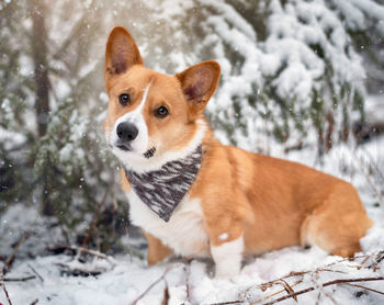 Dog on snow covered land