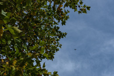 Low angle view of tree against sky