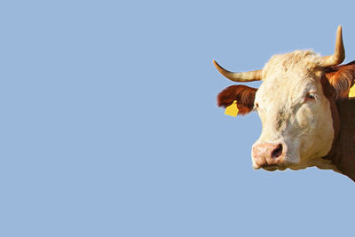 Low angle view of cow against clear sky