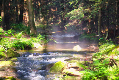Scenic view of waterfall in forest