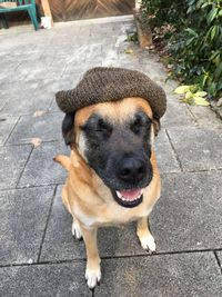 High angle portrait of dog on footpath in city