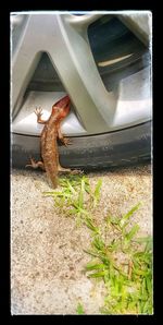 Close-up of lizard