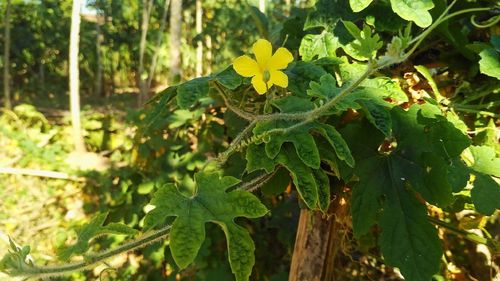 Close-up of fresh green plant