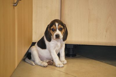 Portrait of puppy sitting on floor