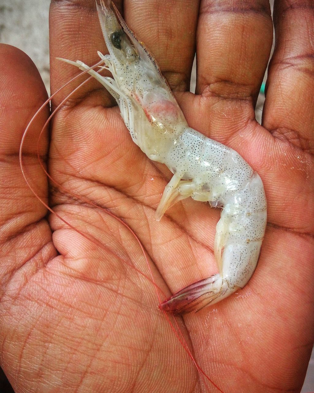 human hand, human body part, fish, holding, seafood, one person, human finger, food, food and drink, healthy eating, close-up, real people, one animal, men, day, one man only, freshness, indoors, palm, only men, people, adult