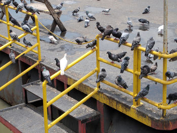 High angle view of birds on the shore