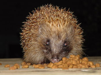 Close-up of pig eating food