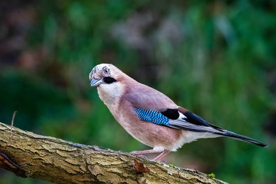 Close-up of bird perching on wood