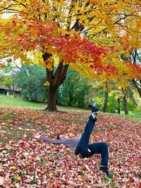 Fallen maple leaves on tree in park during autumn