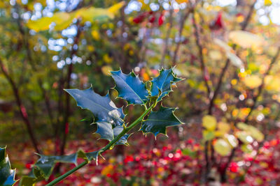 Close-up of flower tree