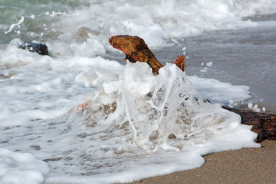 View of sea waves and driftwood in the water.  baltic sea beach.