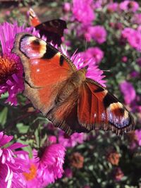 Close-up of butterfly pollinating on purple flower