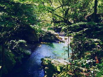 Scenic view of river amidst trees in forest