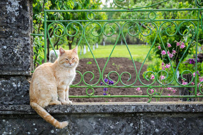 Cat sitting on wall