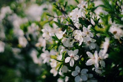 Close-up of white cherry blossom plant