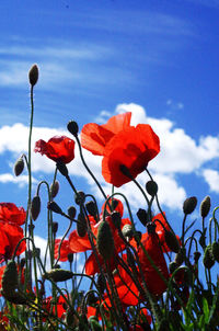 Low angle view of red flowers blooming against sky