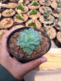 Close-up of hand holding cactus