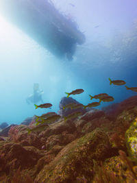 Marine biodiversity with colourful coral reef in tropical clear water