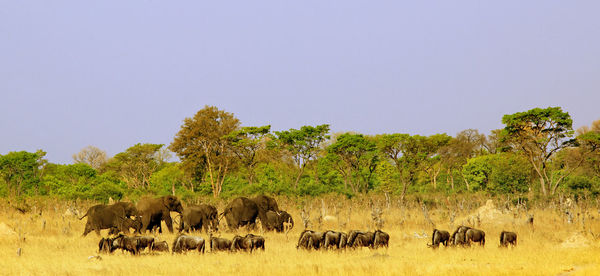 Flock of sheep in a field