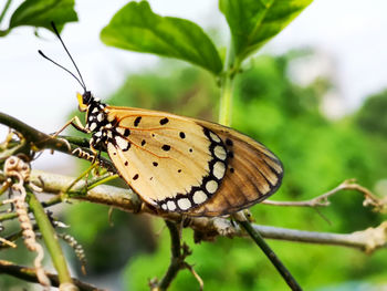 Close-up of butterfly perching on plant