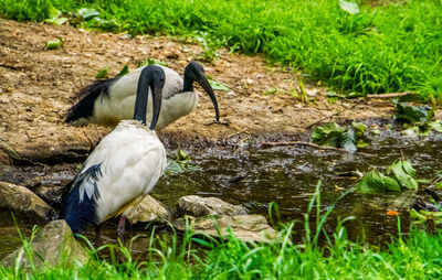 View of birds in lake