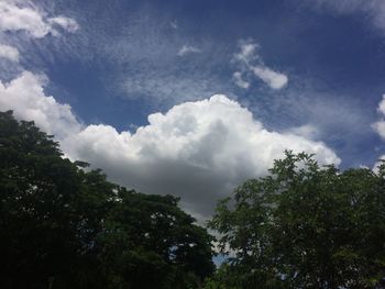 Low angle view of trees against sky