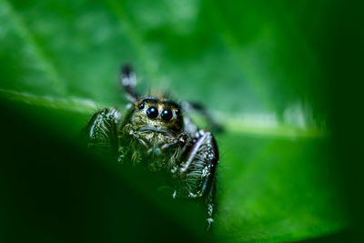 Close up of jumping spider on leaf with nature background.