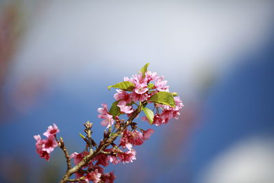 Close-up of pink cherry blossoms in spring