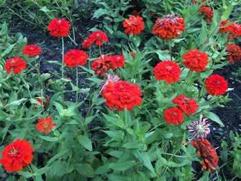 Close-up of red flower in park