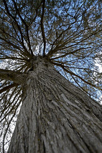 Low angle view of tree