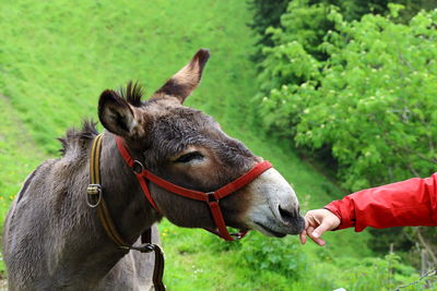 Cropped image of person hand touching donkey at field