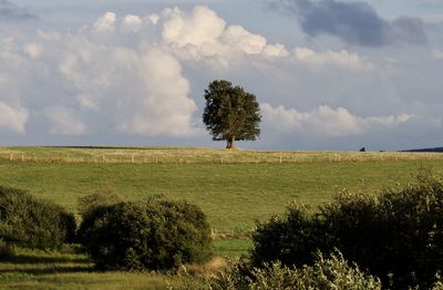 Trees on field against sky