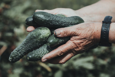 A bunch of cucumbers in the hands of a woman close-up. vegetable harvest concept