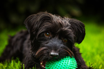 canine