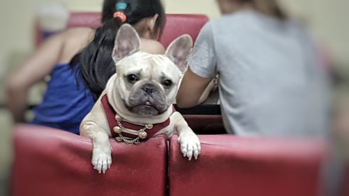 Portrait of dog at home