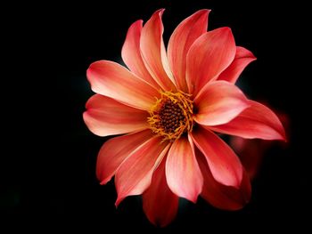 Close-up of flower against black background